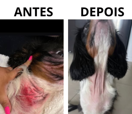 Denize Salete